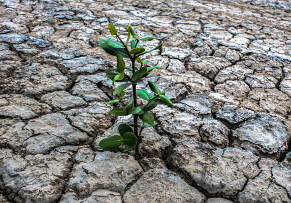 What is regeneration?